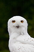 Portrait of a male Snowy Owl at Bird TLC, Anchorage, Southcentral Alaska, Summer. Captive