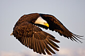 Bald Eagle preparing to land at Homer Spit, Kenai Peninsula, Alaska