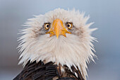 Humorous portrait of a young eagle, Homer Spit, Kenai Peninsula, Alaska, Winter