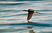 A male Long-tailed Duck in winter plumage in flight over Kachemak Bay along the Homer Spit in Homer, Kenai Peninsula, Southcentral, Alaska during Spring