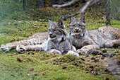 Pair of Lynx rest in mossy opening in dense spruce forest near Igloo Creek in Denali National Park and Preserve, Interior Alaska, Fall