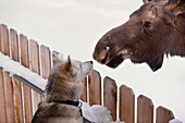 Siberian Husky and a moose calf nose to nose over a picket fence, Wasilla, Southcentral Alaska, Winter