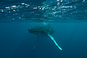 Underwater view of a Humpback whale in the Atlantic Ocean.