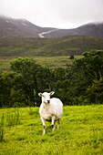 Lone Sheep in Field With Mountains in Background, Ireland