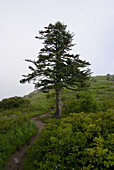 Large Tree Next to Hiking Trail
