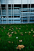 Leaves on Green Grass
