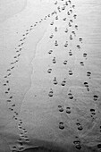 Footprints and Paw Prints in Sand