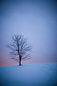 Bare Tree in Snowy Field at Dusk