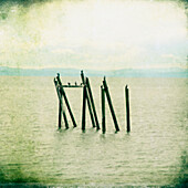View over water, and a row of wooden pilings in the water, Comorant birds perching on the top