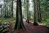 Vancouver Island, British Columbia, Canada, Old Growth Cedar Trees In A Temperate Rainforest
