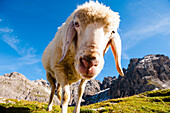 Schaf auf Almwiese in den Lienzer Dolomiten, Osttirol, Tirol, Österreich