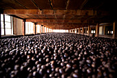 Nutmegs laid out for drying, Caribbean nutmeg plantation, Caribbean