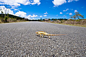 Chameleon crossing the road, Madagascar