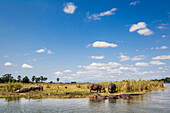 Flusspferde grasen am Ufer eines Flusses, Shire River, Liwonde National Park, Malawi, Afrika