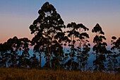 Silhouette of trees, Eucalyptus trees in the evening light on Zomba plateau, Malawi, Africa