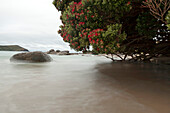 blocked for illustrated books in Germany, Austria, Switzerland: Red flowering New Zealand Christmas tree with blurred tidal water, Pohutukawa, a coastal evergreen tree of the myrtle family, Matai Bay, Northland, North Island, New Zealand