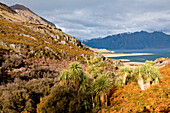 Aussicht vom Pass über Lake Hawea,Pass zwischen Lake Wanaka and Lake Hawea,The Neck,palmenähnliche Bäume,cabbage tree,Cordyline australis,Otago,Südinsel,Neuseeland