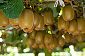 Schattiges Blätterdach schützt Kiwifrucht,Actinidia deliciosa,Te Puke,Bay of Plenty,Nordinsel,Neuseeland