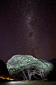 blocked for illustrated books in Germany, Austria, Switzerland: Illuminated tree at night under a starry sky, milky way, Pohutukawa tree, East Cape, North Island, New Zealand