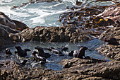 Spielplatz junger Robben in geschützten Felsbecken,Pelzrobben,Brandung und Riesentang,Kaikoura,Südinsel,Neuseeland