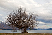 blocked for illustrated books in Germany, Austria, Switzerland: Ladder reaching into the branches of an old willow tree, Otago, Lake Wakatipu, South Island, New Zealand