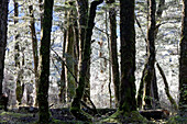 Bäume mit im Gegenlicht weiß leuchtenden Bartflechten,Regenwald,Märchenwald,Südinsel,Neuseeland