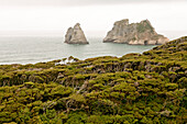 Felsgruppe an der Küste bei Wharariki Strand,Archway Islands,Teatree-Bäume vom Wind geformt,Puponga Farm Track,Südinsel,Neuseeland
