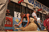 Schafscherwettbewerb, Schafscherer Wettbewerb, Masterton, Nordinsel, Neuseeland