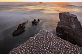 Tölpelkolonie am Muriwai Beach,Australtölpel,Nester auf einer Felsnase bei Muriwai,Langzeitbelichtung,verwischter Wellengang,Auckland,Nordinsel,Neuseeland