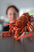 Rot gekochter Lobster, Crayfish, Meeresfrüchte, Verkaufsstand, Ostküste Südinsel, Kaikoura, Südinsel, Neuseeland
