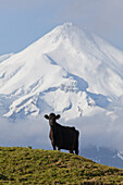 Dairy cow grazing on a meadow in front of the Mt Egmont volcano, Mount Taranaki snow cone, North Island, New Zealand