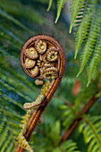 Young fern frond, Maori koru, national symbol, Whirinaki Forest, North Island, New Zealand
