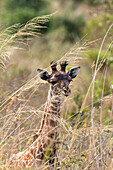 Young Massai Giraffe, Giraffa camelopardalis, Arusha National Park, Tanzania, East Africa, Africa