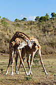 Massaigiraffen, Männchen kämpfen, Kommentkampf, Giraffa camelopardalis, Arusha Nationalpark, Tansania, Ostafrika, Afrika