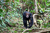 Schimpanse Männchen geht durch den Wald, Pan troglodytes, Mahale Mountains Nationalpark, Tansania, Ostafrika, Afrika