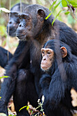 Schimpansen, Pan troglodytes, Mutter mit Jungtier, Mahale Mountains Nationalpark, Tansania, Ostafrika, Afrika