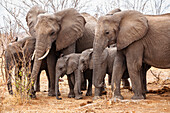 Afrikanische Elefanten mit Jungen, Loxodonta africana, Ruaha Nationalpark, Tansania, Ost-Afrika, Afrika