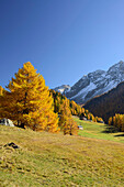 Larch trees in autumn colors in front of snow-capped mountains, Val da Cam, Val Poschiavo, Livigno Alps, Grisons, Switzerland