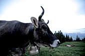 Eine Kuh in den Bergen, Oberberg, Bayern, Deutschland
