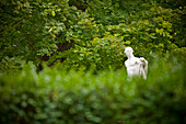 Marble statue seen through the trees, Vienna, Austria