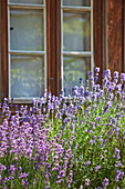 Lavender in blossom in front of the window, Vienna, Austria