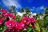 Blossoms and Palm trees, Saint Regis Bora Bora Resort, Bora Bora, Society Islands, French Polynesia, Windward Islands, South Pacific