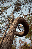 Krumm gewachsener Baum bei den Skocjan Höhlen, UNESCO Weltkulturerbe, Notranjska, Slowenien