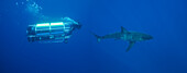 [DC] Mexico, Guadalupe Island offshore, Divers in powered mobile cage filming Great White Shark (Carcharodon carcharias) in deep ocean water, View from side.