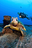 Hawaii, Oahu, Waikiki, Diver views a green sea turtle (Chelonia mydas) on the wreck of the YO-257