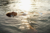Hawaii, Oahu, Beautiful woman floating in the water as the sun sets.