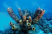 Caribbean, Bonaire, Tube Sponges Reproducing, Aplysina fistularis.