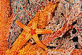 Indonesia, A necklace seastar (Fromia monilis) on gorgonian coral.