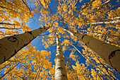 Colorado, Near Steamboat Springs, Buffalo Pass, Yellow aspen tree canopy.