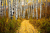 Colorado, Steamboat, Yellow aspen leaves on country road.